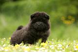CHOW CHOW 510